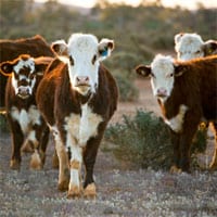 Milk price war: small business and farmers the losers