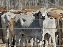 Government assistance granted following livestock export suspension