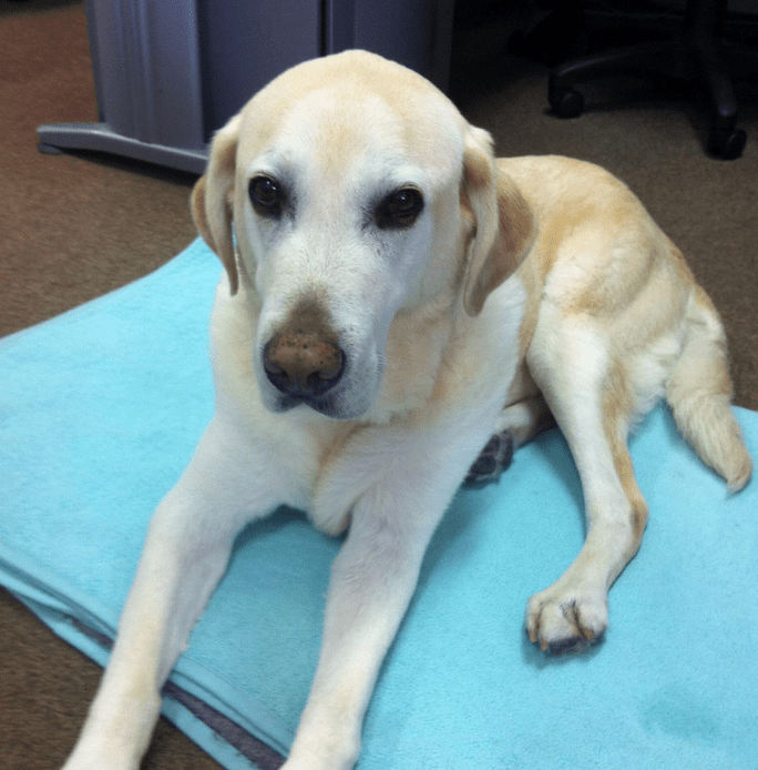 Why every workplace needs a dog
