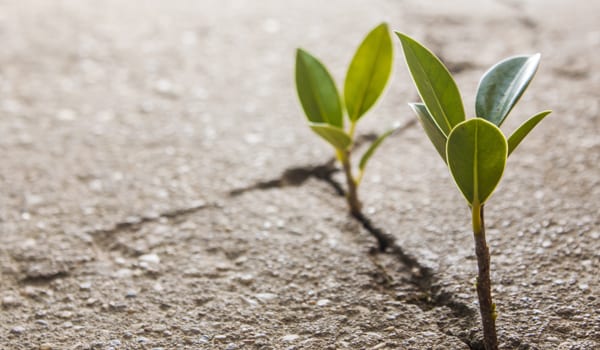 E-commerce startups set to battle