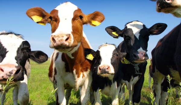 Online toolkit creates environmental action plans for dairy farmers