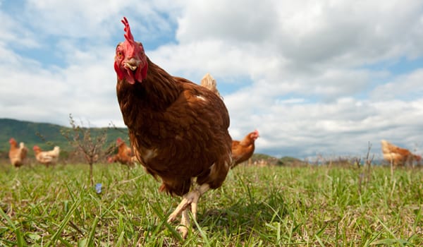 Court orders fines of $400k for false ‘free range’ claims