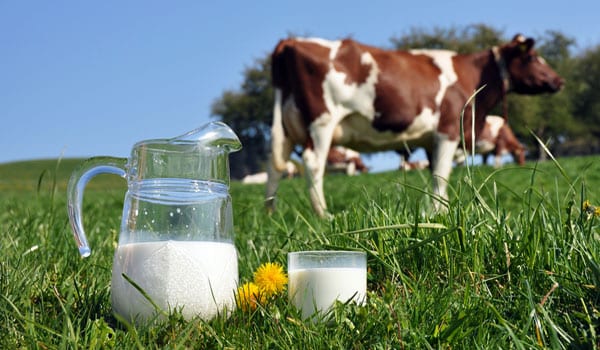 Dairy science under the spotlight at Dairy Olympics