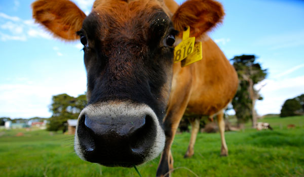 Churning demand for locally made organic butter