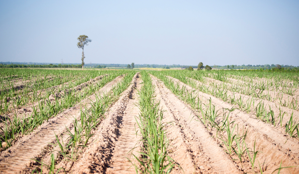 Green paper tax concessions to help farmers’ cashflow