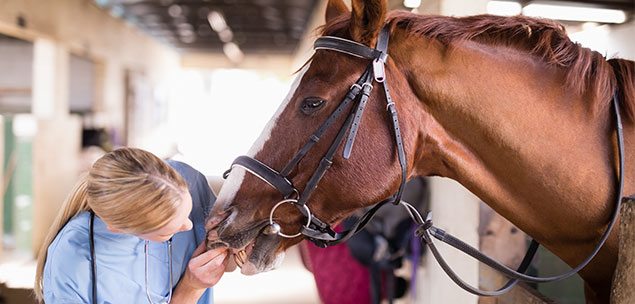 4 career suggestions for animal lovers