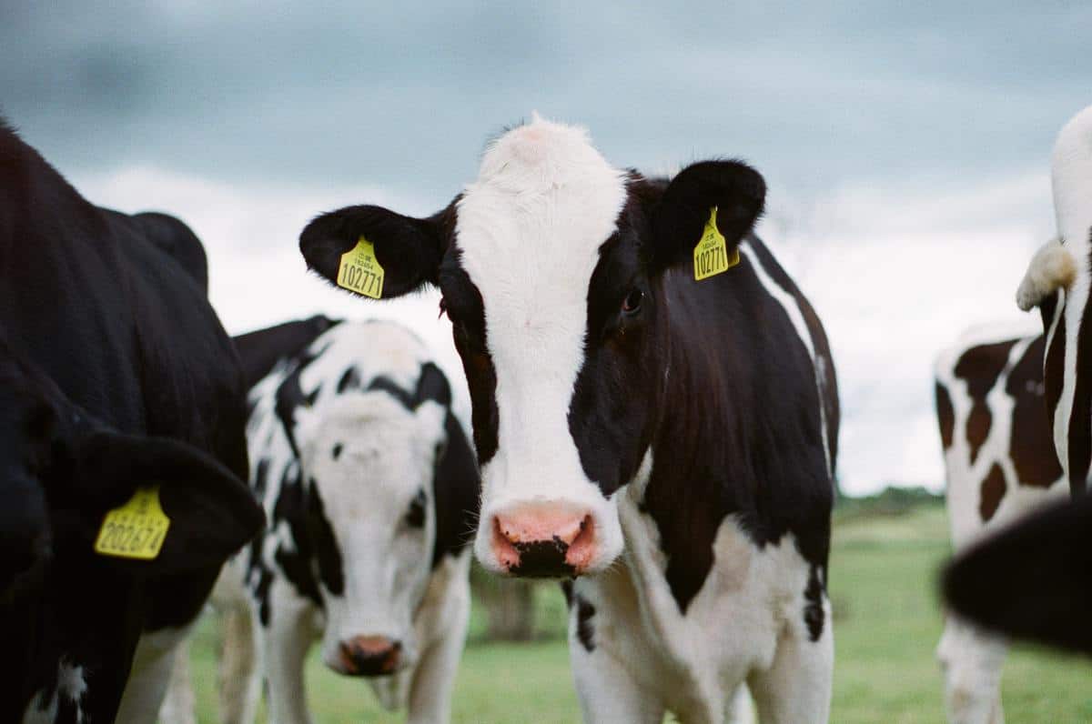 Australian dairy goes green