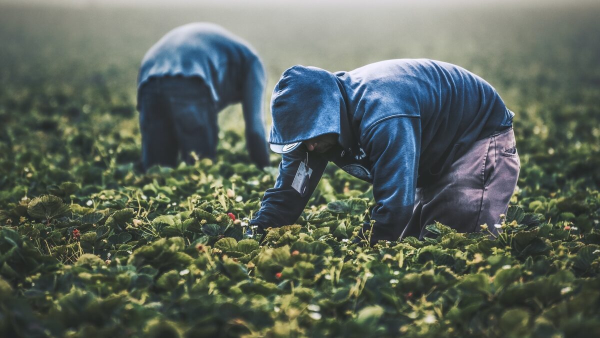 Opportunity for Aussie SMEs to contribute to Vietnam’s agriculture