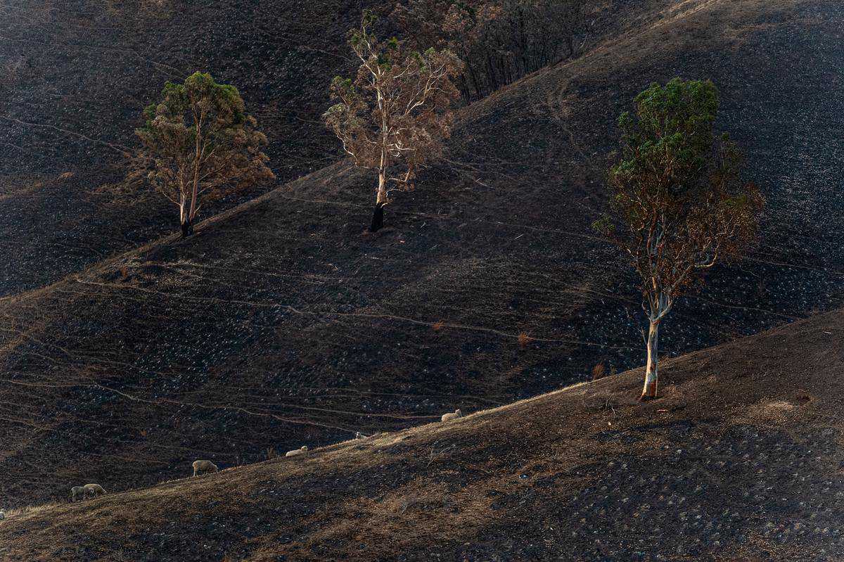 Experimental CSIRO model to help in the fight against bushfires