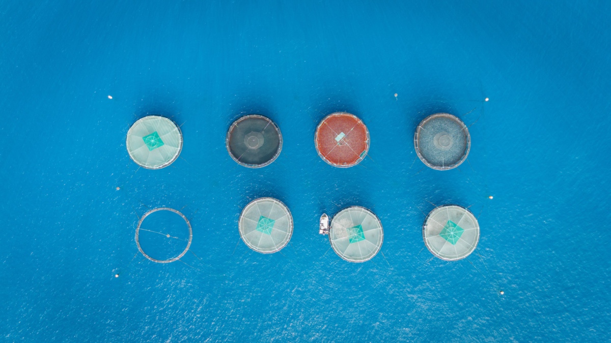 Applications open for CSIRO’s free Aquaculture SME Program